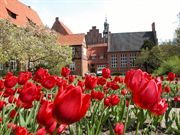 Blühende Tulpen im Rathausgarten