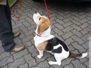 In einigen Stadtgebieten müssen Hunde grundsätzlich angeleint werden. Foto: siepmannH/ pixelio.de