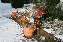Den Garten winterfest gießen
